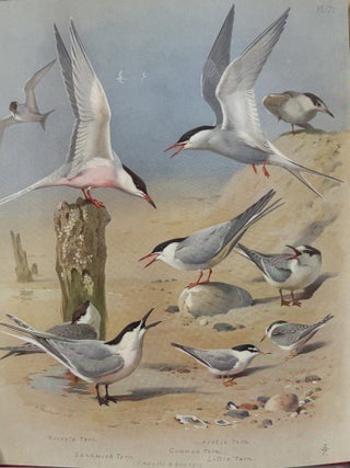 British Birds. With Eighty Plates in Colour, Showing Over Four Hundred Species. In Four Volumes.