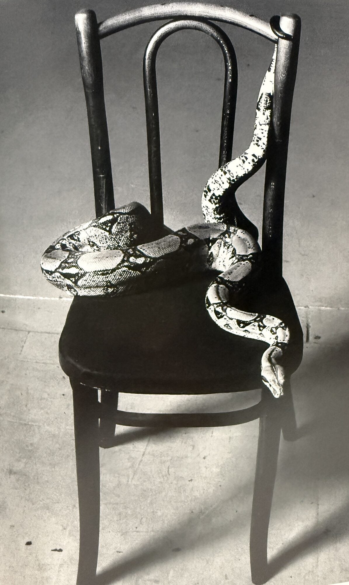 Peter Hujar: Animals and Nudes | Peter Hujar, Klaus Kertess