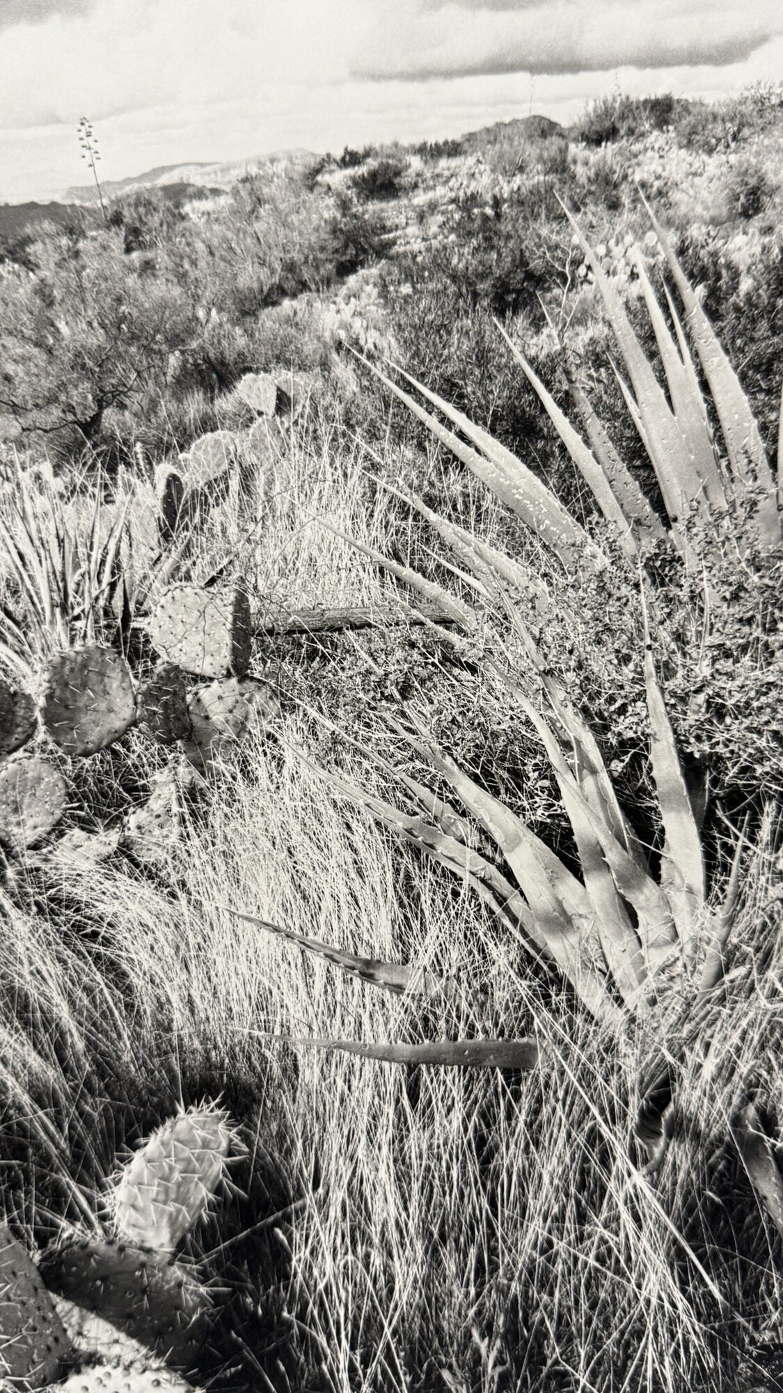 The Desert Seen | Lee Friedlander | First edition The Desert Seen | Lee Friedlander | First edition