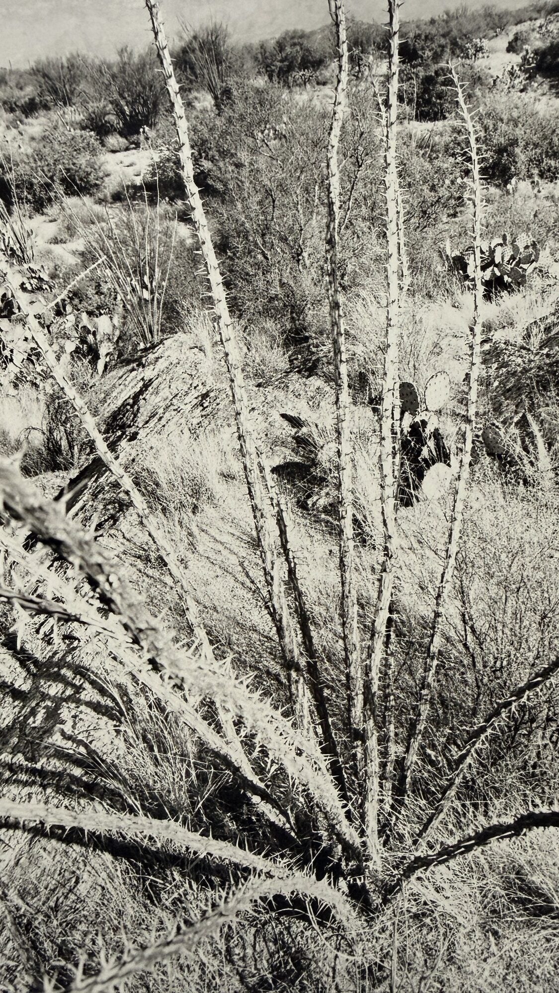 The Desert Seen | Lee Friedlander | First edition The Desert Seen | Lee Friedlander | First edition