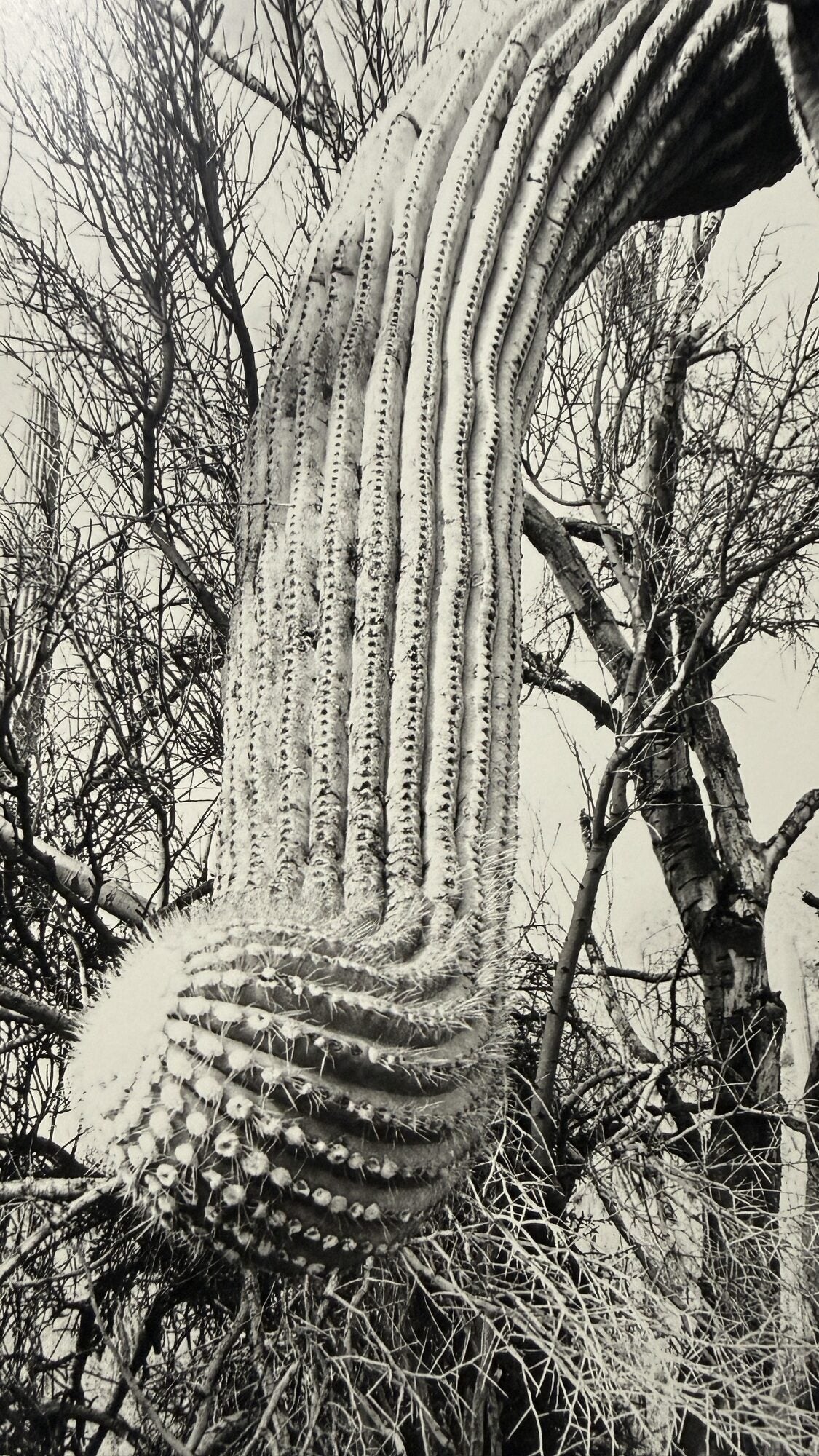 The Desert Seen | Lee Friedlander | First edition The Desert Seen | Lee Friedlander | First edition